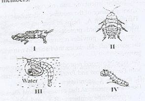 An economic importance of the organism represented by IV is that